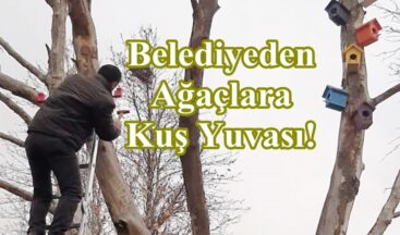 Belediyeden Ağaçlara Kuş Yuvası!