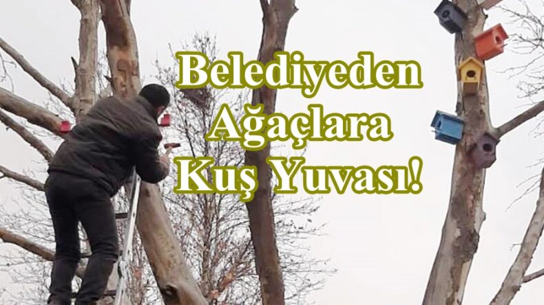 Belediyeden Ağaçlara Kuş Yuvası!