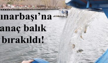 Pınarbaşı’na anaç balık bırakıldı!