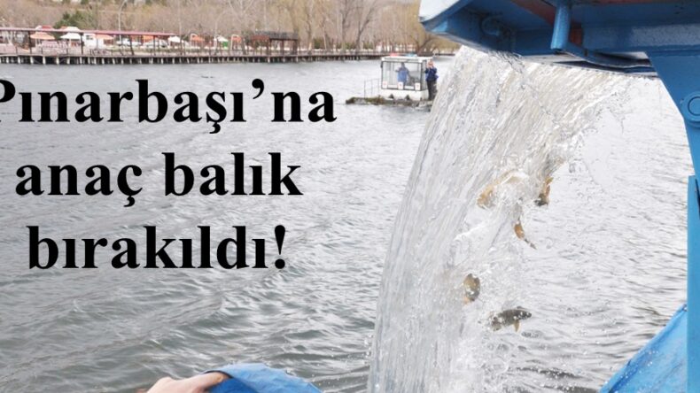 Pınarbaşı’na anaç balık bırakıldı!