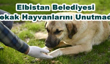 Elbistan Belediyesi Sokak Hayvanlarını Unutmadı!