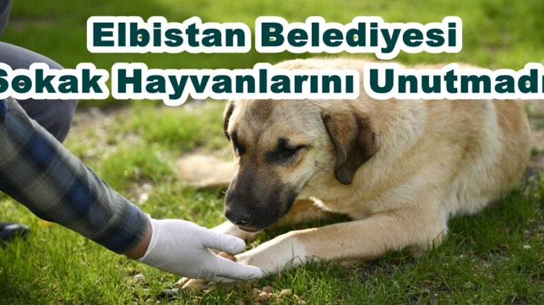 Elbistan Belediyesi Sokak Hayvanlarını Unutmadı!