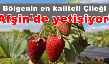 Bölgenin en kaliteli Çileği Afşin’de yetişiyor!