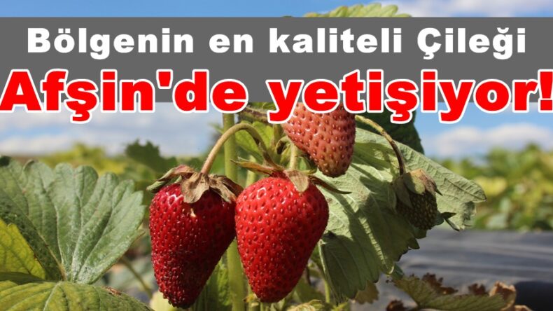 Bölgenin en kaliteli Çileği Afşin’de yetişiyor!