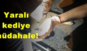 Yaralı kediye müdahale!