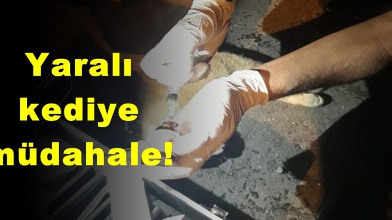 Yaralı kediye müdahale!