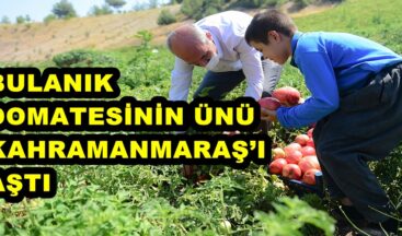 BULANIK DOMATESİNİN ÜNÜ KAHRAMANMARAŞ’I AŞTI