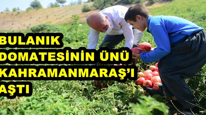 BULANIK DOMATESİNİN ÜNÜ KAHRAMANMARAŞ’I AŞTI