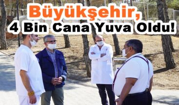 Büyükşehir,4 Bin Cana Yuva Oldu!