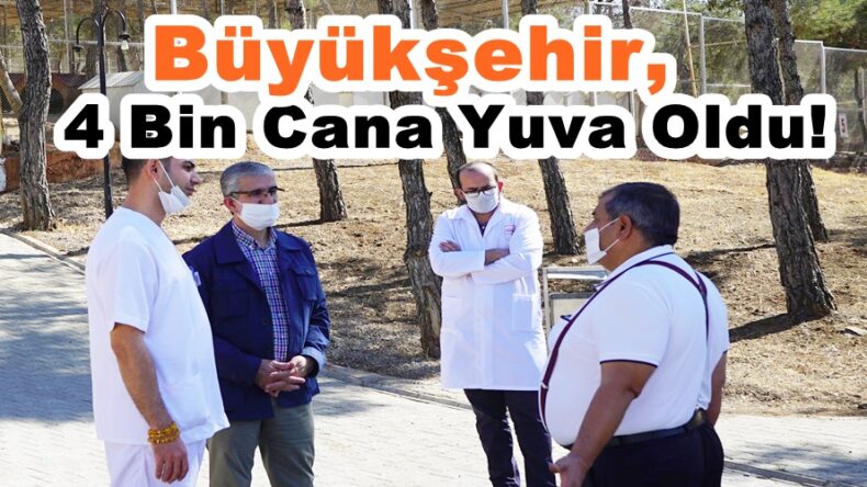 Büyükşehir,4 Bin Cana Yuva Oldu!