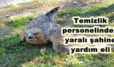 Temizlik personelinden yaralı şahine yardım eli!