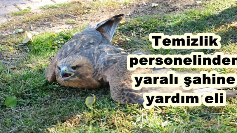 Temizlik personelinden yaralı şahine yardım eli!
