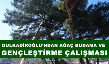 DULKADİROĞLU’NDAN AĞAÇ BUDAMA VE GENÇLEŞTİRME ÇALIŞMASI.