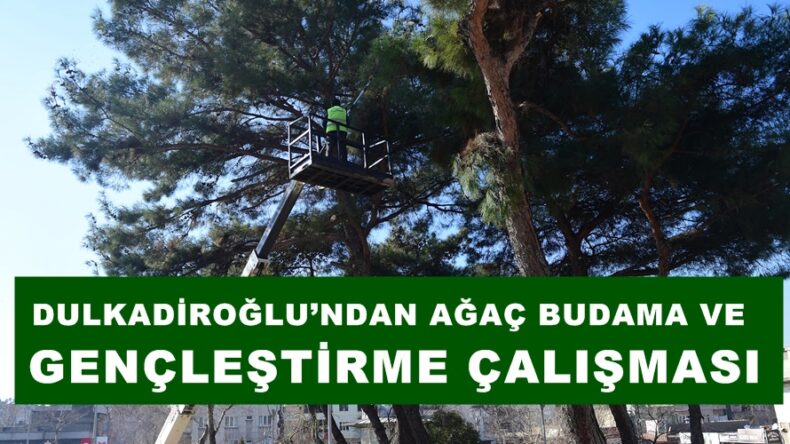 DULKADİROĞLU’NDAN AĞAÇ BUDAMA VE GENÇLEŞTİRME ÇALIŞMASI.