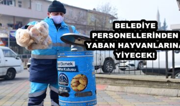 BELEDİYE PERSONELLERİNDEN YABAN HAYVANLARINA YİYECEK!