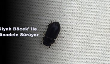 ‘Siyah Böcek’ ile Mücadele Sürüyor!