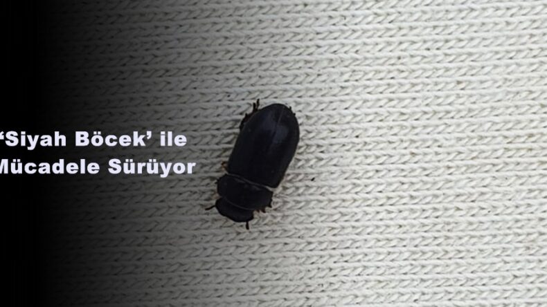 ‘Siyah Böcek’ ile Mücadele Sürüyor!