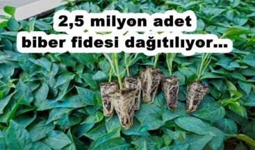 2,5 milyon adet biber fidesi dağıtılıyor!