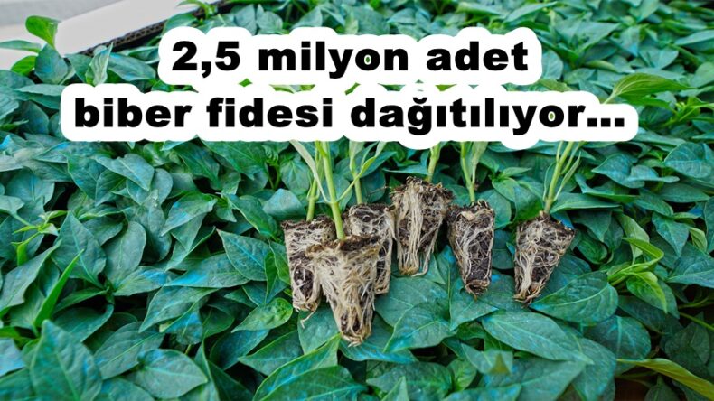 2,5 milyon adet biber fidesi dağıtılıyor!