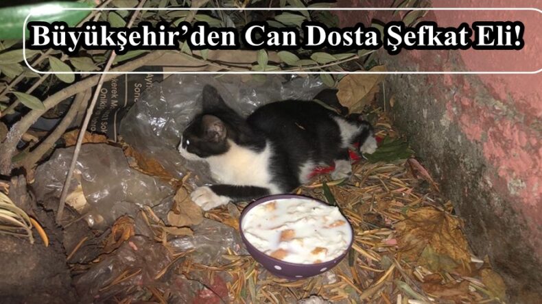 Büyükşehir’den Can Dosta Şefkat Eli!