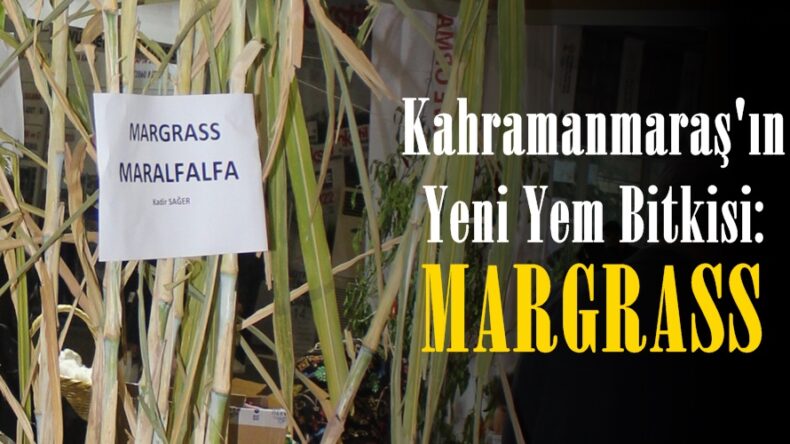 Kahramanmaraş’ın Yeni Yem Bitkisi: MARGRASS