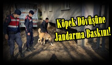 Elbistan’da Köpek Dövüşüne Jandarma Baskını!