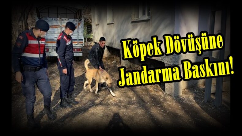Elbistan’da Köpek Dövüşüne Jandarma Baskını!
