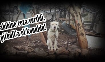 Sahibine ceza verildi,pitbull’a el konuldu!