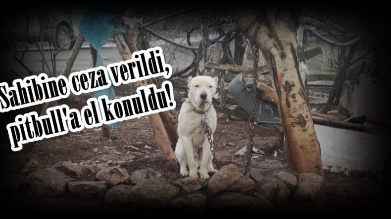 Sahibine ceza verildi,pitbull’a el konuldu!