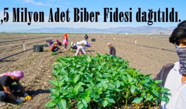 2,5 Milyon Adet Biber Fidesi dağıtıldı.