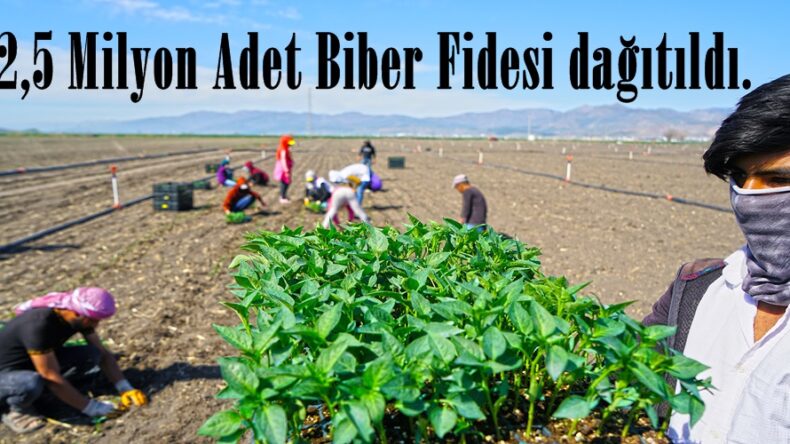 2,5 Milyon Adet Biber Fidesi dağıtıldı.