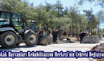 Sokak Hayvanları Rehabilitasyon Merkezi’nin Çehresi Değişiyor.