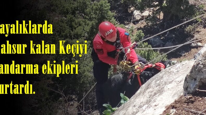 Kayalıklarda mahsur kalan Keçiyi Jandarma ekipleri kurtardı.