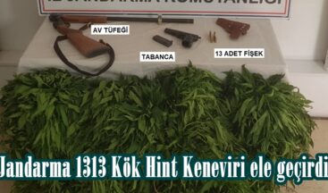 Jandarma 1313 Kök Hint Keneviri ele geçirdi.