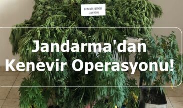 Jandarma’dan Kenevir Operasyonu!