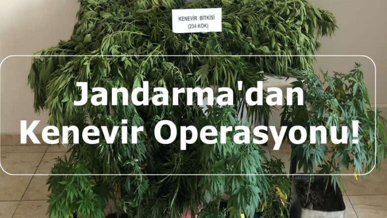 Jandarma’dan Kenevir Operasyonu!