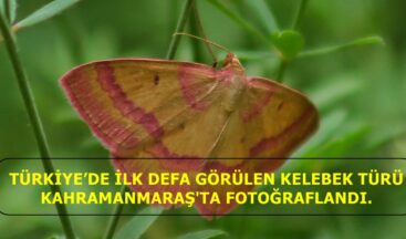 TÜRKİYE’DE İLK DEFA GÖRÜLEN KELEBEK TÜRÜ KAHRAMANMARAŞ’TA FOTOĞRAFLANDI.