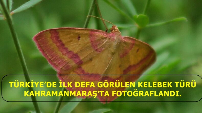 TÜRKİYE’DE İLK DEFA GÖRÜLEN KELEBEK TÜRÜ KAHRAMANMARAŞ’TA FOTOĞRAFLANDI.