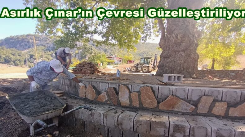 Asırlık Çınar’ın Çevresi Güzelleştiriliyor.