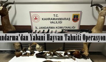 Jandarma’dan Yabani Hayvan Tahniti Operasyonu!
