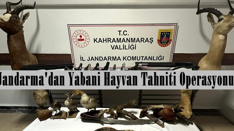 Jandarma’dan Yabani Hayvan Tahniti Operasyonu!