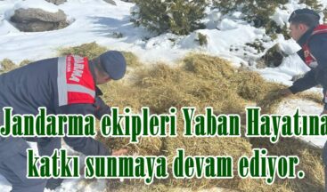 Jandarma ekipleri Yaban Hayatına katkı sunmaya devam ediyor.
