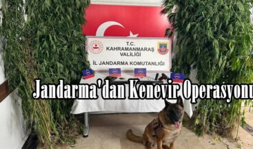 Jandarma’dan Kenevir Operasyonu!