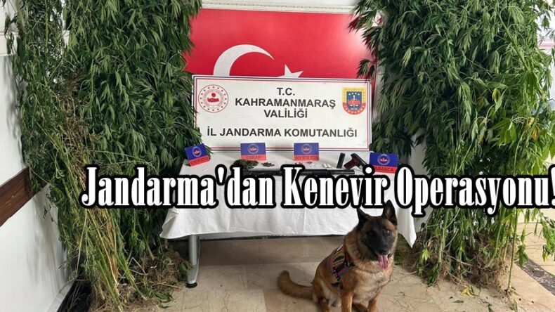 Jandarma’dan Kenevir Operasyonu!