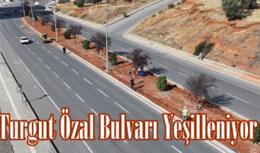Turgut Özal Bulvarı Yeşilleniyor.
