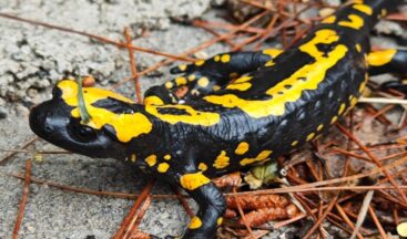 Kahramanmaraş’ta Sarı lekeli Semender görüntülendi.
