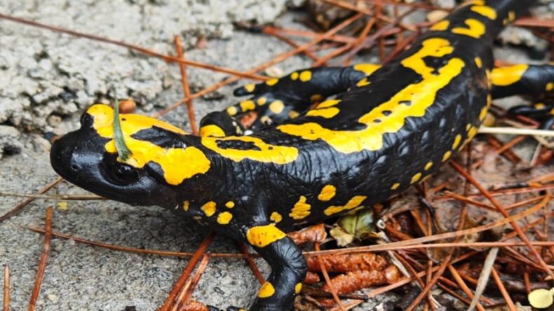 Kahramanmaraş’ta Sarı lekeli Semender görüntülendi.