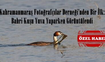 Kahramanmaraş Fotoğrafçılar Derneği’nden Bir İlk: Bahri Kuşu Yuva Yaparken Görüntülendi.