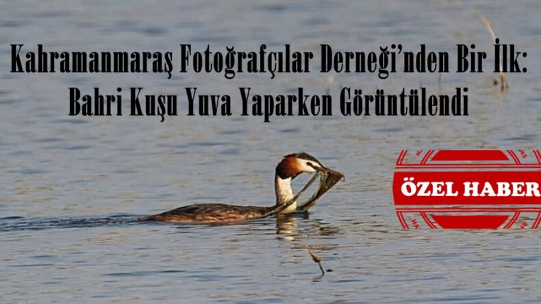 Kahramanmaraş Fotoğrafçılar Derneği’nden Bir İlk: Bahri Kuşu Yuva Yaparken Görüntülendi.