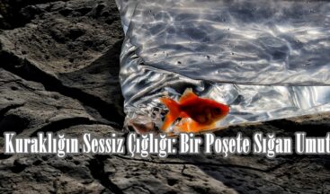 Kuraklığın Sessiz Çığlığı: Bir Poşete Sığan Umut